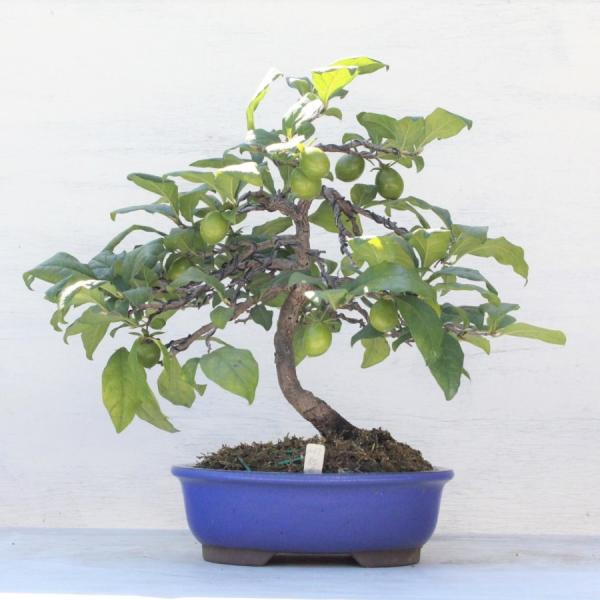 wabi-sabi_400409ai