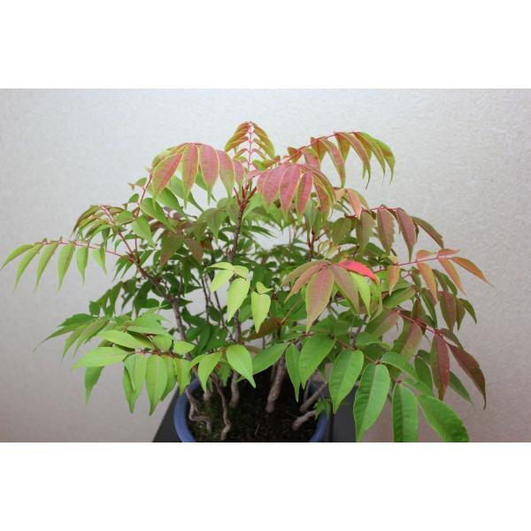 ハゼの盆栽 寄せ植え 櫨の木 はぜの草盆栽 ギフト 盆栽 開店 お祝い 退職 ラッピング 母の日 父の日 敬老の日 誕生日 Buyee Buyee Japanese Proxy Service Buy From Japan Bot Online