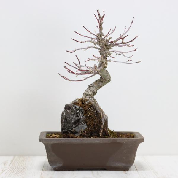 ✨✨✨オキナワイボタ【涼盆栽◎美荒幹】検/イ美株品/めんそーれ価格 1年前に取り木はずしした五葉松。あまり変わらないけど生きて