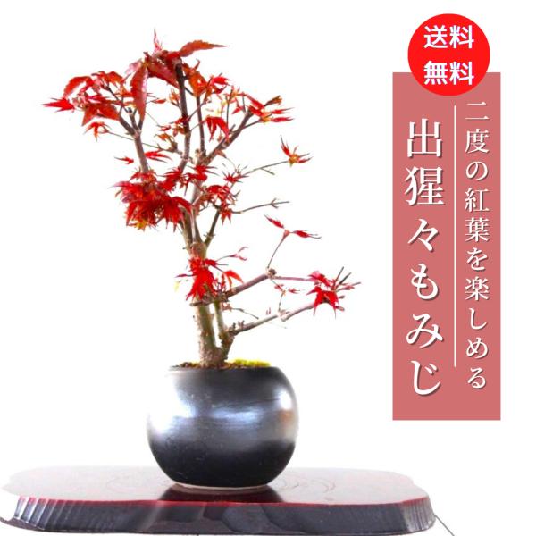 出猩々もみじ 盆栽 紅葉 bonsai 送料無料 : 盆栽ショップ わびさび