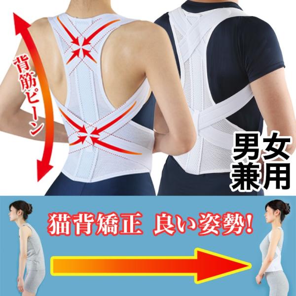 nw؃xg ԕisi jp w b p v[g j  jZbNX M/L/LL