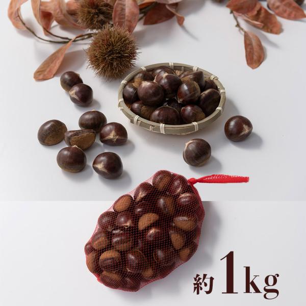 茨城県産 生栗 倉方甘栗 20キロ 538 倉方甘栗 1.5kg 栗 甘栗 希少品種