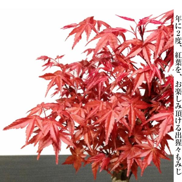 盆栽 もみじ ミニ盆栽 初心者 室内 癒し 趣味 盆栽 ギフト 誕生日 おしゃれ盆栽 Buyee Buyee 提供一站式最全面最專業現地yahoo Japan拍賣代bid代拍代購服務 Bot Online