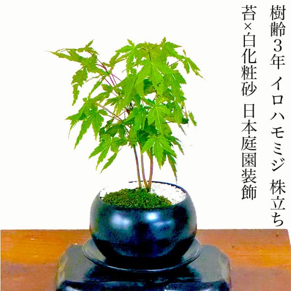 いろはもみじはもみじ盆栽品種に中でも、特に際立つ美しさで、代表品種になります。古くより、鑑賞されてきた伝統あるいろはもみじは、春夏秋冬、年間通じて楽しめて特に見事な紅葉が楽しめます。花言葉『調和』『遠慮』『大切な思い出』【季節の状態】春 新...