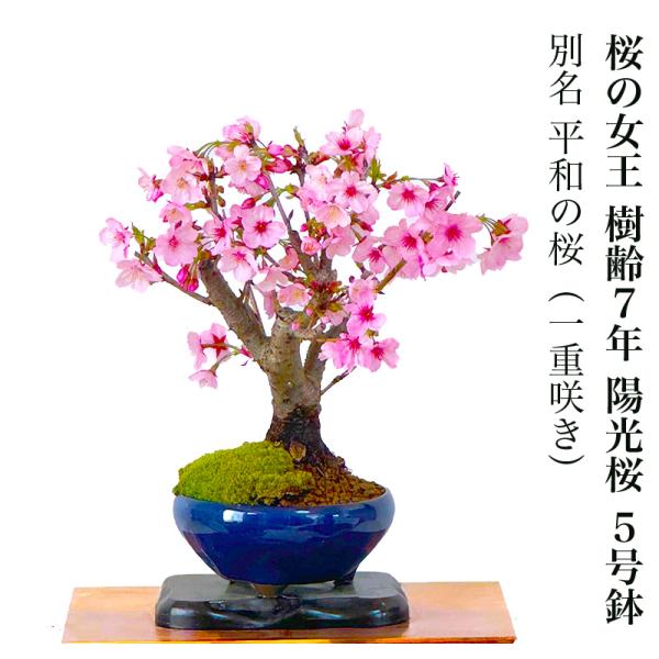 【こだわりおすすめポイント】南殿桜は、若いうちから花をつけることから、盆栽向けの品種として親しまれています。古くから多くの日本人を魅了してきた伝統ある《桜》を屋内、屋外でお楽しみ頂けるSランク 陽光桜（一重桜）をご用意致しました。桜の中でも...