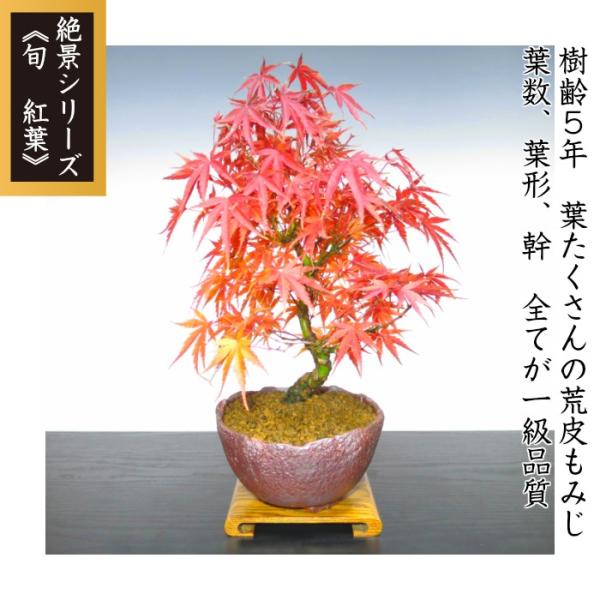 最新作 通天 盆栽 紅葉 楓 鉢上約65cm 植物/観葉植物 - ratingseguros