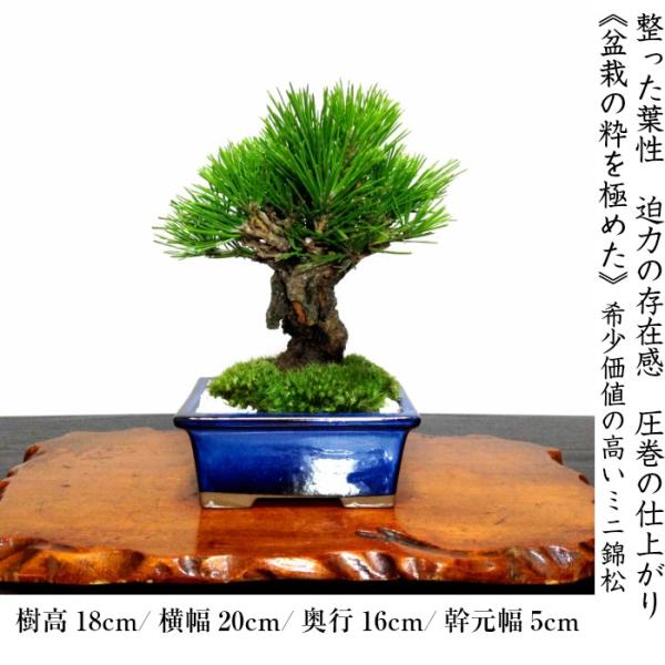 即日出荷盆栽松樹齢7年渾身の傑作極太幹の錦松極太幹樹形美枝振りの良い盆栽あすつく Buyee Buyee 提供一站式最全面最專業現地yahoo Japan拍賣代bid代拍代購服務