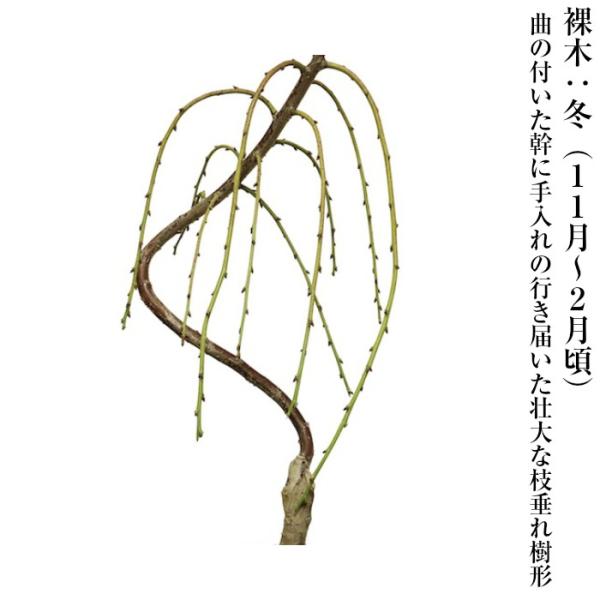 盆栽 梅 枝垂れ梅 しだれ梅 100前後の蕾付 しだれ梅 盆栽 初心者 室内 ミニ 趣味 ギフト Buyee Buyee Japanese Proxy Service Buy From Japan Bot Online