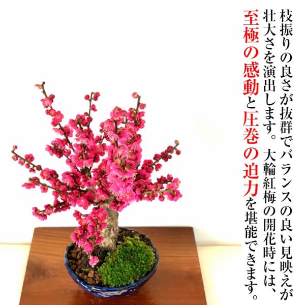 盆栽 梅 紅梅 大盃梅 室内 初心者 おしゃれ植物 癒し 盆栽 ギフト フラワーギフト Buyee Buyee 日本の通販商品 オークションの代理入札 代理購入