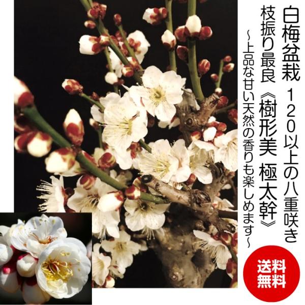 ~ ~ Ԕ~ S  A CeA a Mtg t[Mtg