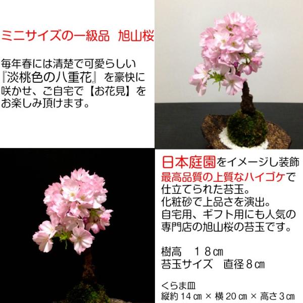 苔玉 桜 盆栽 牡丹桜 八重桜 室内 初心者 ミニ盆栽 誕生日 プレゼント ギフト 癒し 観葉 Buyee Buyee Japanese Proxy Service Buy From Japan Bot Online