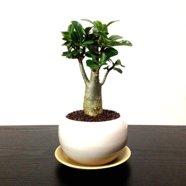 アデニウムオベスム 砂漠のバラ コーデックス 多肉植物 日時指定可 ハイドロ ミニ観葉 育て方指南書同梱