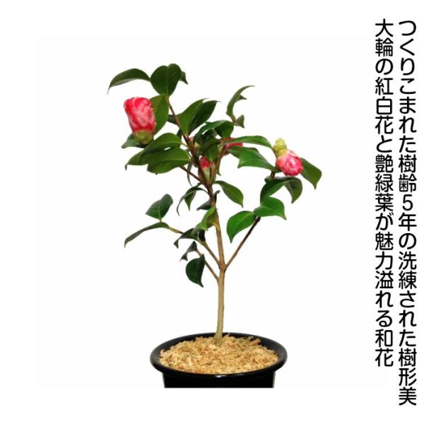 盆栽 椿 岩根絞り 紅白花 室内 趣味 おしゃれ盆栽 ミニ観葉 盆栽 ギフト 誕生日 プレゼント Buyee 日本代购平台 产品购物网站大全 Buyee一站式代购 Bot Online