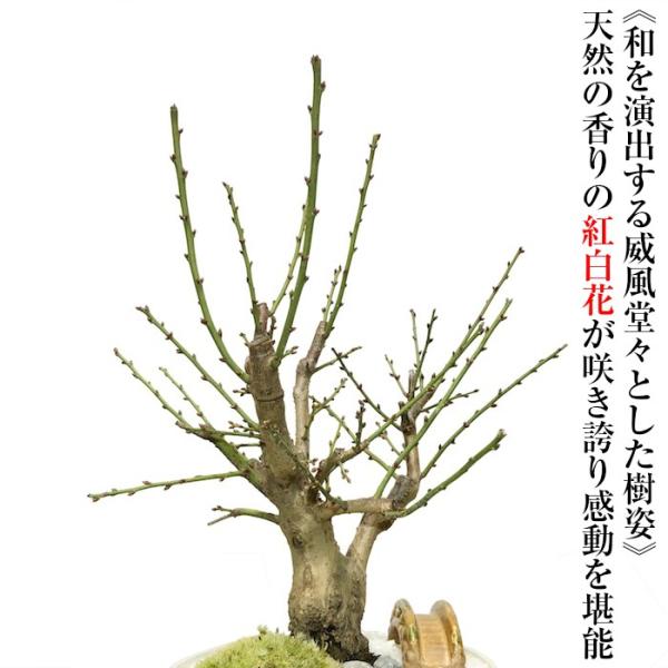 盆栽 梅 紅白梅 盆栽 室内 初心者 おしゃれ盆栽 癒し 植物 フラワーギフト 誕生日 ギフト Buyee Servis Zakupok Tretim Licom Buyee Pokupajte Iz Yaponii