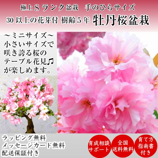 [Release date: November 1, 2022]【こだわりおすすめポイント】古くから多くの日本人を魅了してきた伝統ある《桜》を屋内、屋外でお楽しみ頂ける Sランク 樹齢5年の太幹 牡丹桜 盆栽 をご用意致しました。牡丹桜は、...