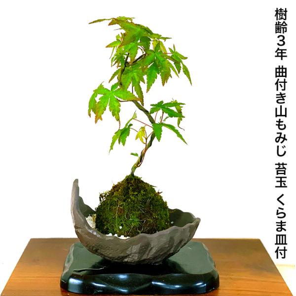 観葉植物・盆栽用　鉢