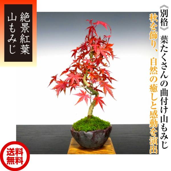 もみじ盆栽「一級品 極美葉の山もみじ」日本の美 年間通じて もみじ盆栽「一級品 極美葉の山もみじ」日本の美 年間通じて