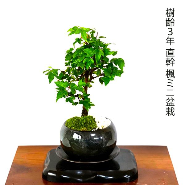 盆栽 かえで 楓 もみじ ミニ盆栽 室内 初心者 おしゃれ盆栽 ミニ 盆栽 かえで 楓 もみじ ミニ盆栽 室内 初心者 おしゃれ盆栽 ミニ