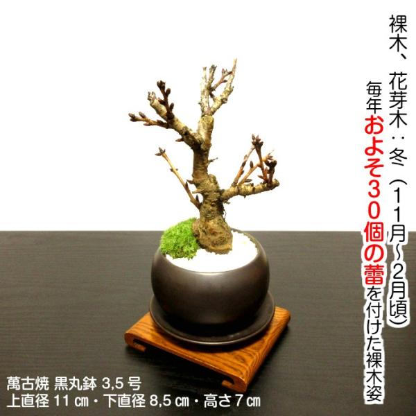 盆栽 桜 ミニ 八重桜 室内 初心者 お祝い 誕生日 ギフト 無料 プレゼント 30程の蕾 Buyee Buyee Japanese Proxy Service Buy From Japan Bot Online