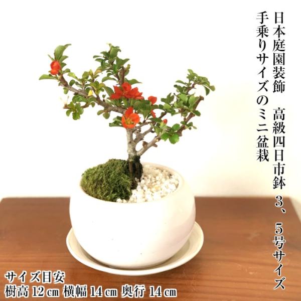 母の日 盆栽 ミニ 長寿梅 健康祈願 紅花 ミニ盆栽 室内 趣味 おしゃれ盆栽 ミニ観葉 ギフト 誕生日 プレゼント Buyee 日本代购平台 产品购物网站大全 Buyee一站式代购 Bot Online