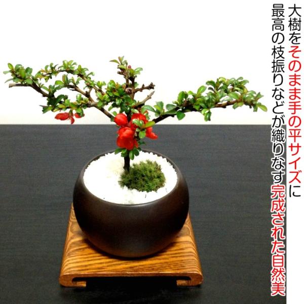 母の日 盆栽 ミニ 長寿梅 健康祈願 紅花 ミニ盆栽 室内 趣味 おしゃれ盆栽 ミニ観葉 ギフト 誕生日 プレゼント Buyee 日本代购平台 产品购物网站大全 Buyee一站式代购 Bot Online