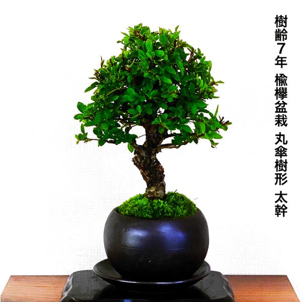 盆栽 欅 樹齢7年 丸笠樹形 太幹 楡欅 ミニ盆栽 ニレケヤキ : 和 盆栽 欅 樹齢7年 丸笠樹形 太幹 楡欅 ミニ盆栽 ニレケヤキ : 和