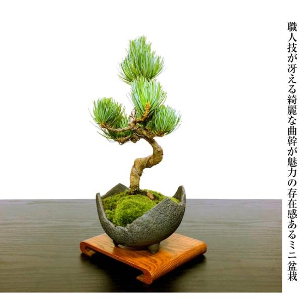 盆栽松樹齢7年特選曲付き高松五葉松盆栽松室内初心者おしゃれインテリア植物癒し盆栽ギフト Buyee Buyee 提供一站式最全面最專業現地yahoo Japan拍賣代bid代拍代購服務