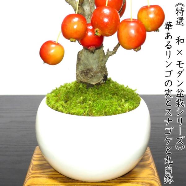 盆栽 ミニ 姫りんご ミニ盆栽 初心者 室内 癒し 趣味 盆栽 ギフト 誕生日 おしゃれ盆栽 Buyee 日本代购平台 产品购物网站大全 Buyee一站式代购 Bot Online