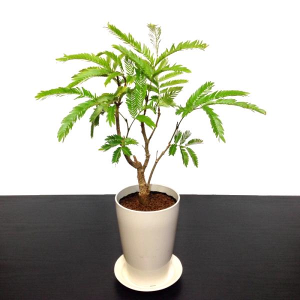 ~ ~j Go[tbV  S ~jϗt CeAO[ v[g Mtg