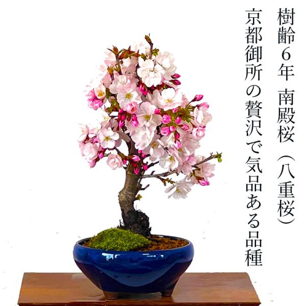【こだわりおすすめポイント】南殿桜は、若いうちから花をつけることから、盆栽向けの品種として親しまれています。古くから多くの日本人を魅了してきた伝統ある《桜》を屋内、屋外でお楽しみ頂けるSランク 南殿桜（八重桜）をご用意致しました。桜の中でも...
