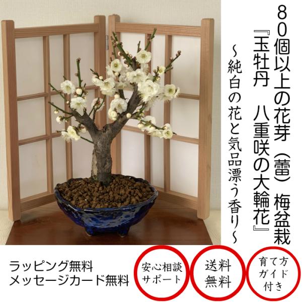 植木 盆栽 白梅の人気商品・通販・価格比較 - 価格.com