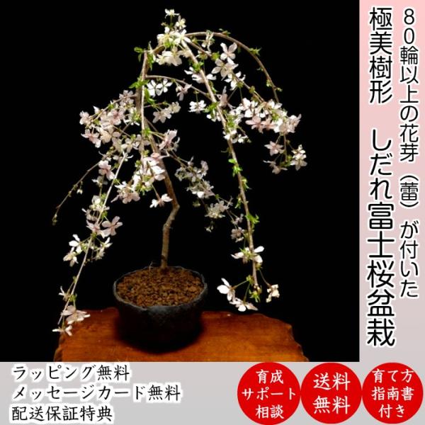 盆栽 桜 枝垂れ しだれ 桜 室内 初心者 趣味 癒し 植物 さくら 誕生日 ギフト シンボルツリー Wb00 和心盆栽 通販 Yahoo ショッピング