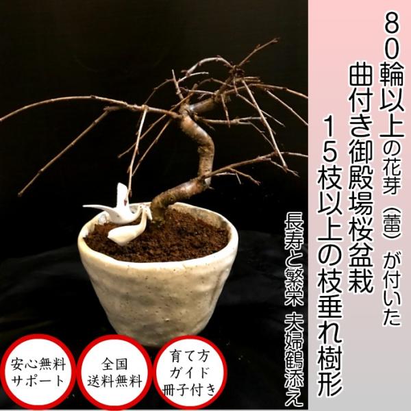 盆栽 桜 即日出荷可 曲付き枝垂れ御殿場桜盆栽 70 80以上の蕾付 Buyee 日本代购平台 产品购物网站大全 Buyee一站式代购 Bot Online