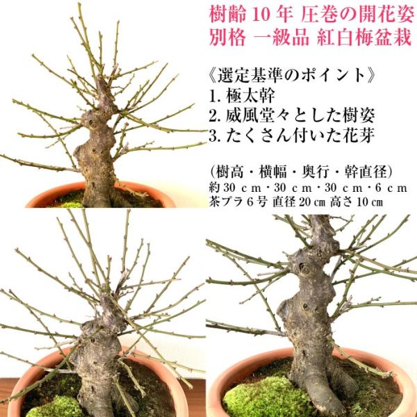 盆栽梅紅白2色咲き分け思いのまま極太捻転幹の紅白梅盆栽80個以上の紅白２色の花芽 蕾 付き Buyee Buyee 提供一站式最全面最專業現地yahoo Japan拍賣代bid代拍代購服務