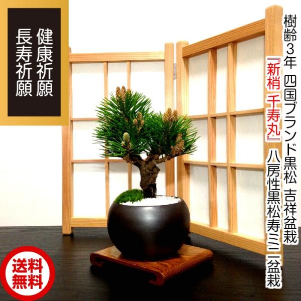 盆栽 松 黒松 ミニ 室内 初心者 ギフト おしゃれ 植物 フラワー 盆栽 松 黒松 ミニ 室内 初心者 ギフト おしゃれ 植物 フラワー