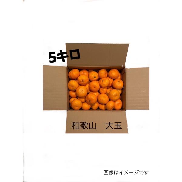 和歌山県海南市、有田市で収穫しました。2L、3L等になります。注文後、梱包、発送します。