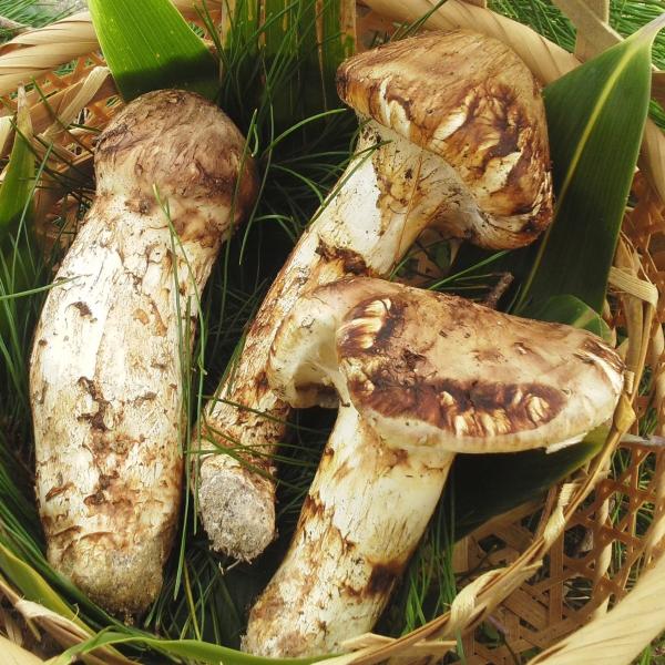 北海道　松茸　300g ③ wakabaya_02-matu-take-300g