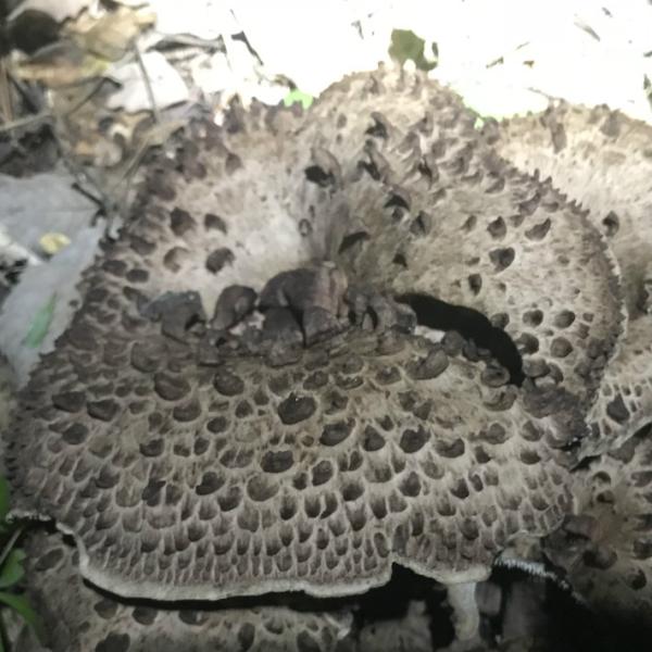 長野県、信州より香茸1.5キロ