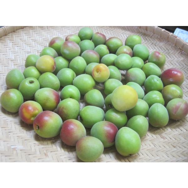 141❤️青梅5kg Mサイズ 紅さし　秀品 6/10頃から順次発送 青梅(紅映梅) 5kg 2Lサイズ前後 秀と優の