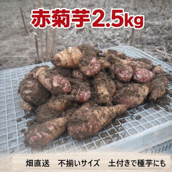 名称：赤菊芋（生菊芋）土付き内容量：約2.5kg原産地：日本（北海道または岐阜県）分類：生鮮野菜（根菜）赤菊芋は、赤色の外皮が特徴の菊芋の一種です。煮物、炒め物、揚げ物など、さまざまな料理にご利用いただけます。形や大きさにはばらつきがありま...