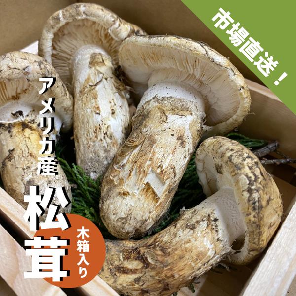 松茸 木箱入り 1箱 3〜6本 アメリカ産 生松茸 吸い物 炊き込み 