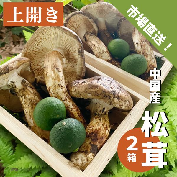 天然松茸108g 国産 天然きのこ 松茸 国産 1.4キロ その219 【公式通販】