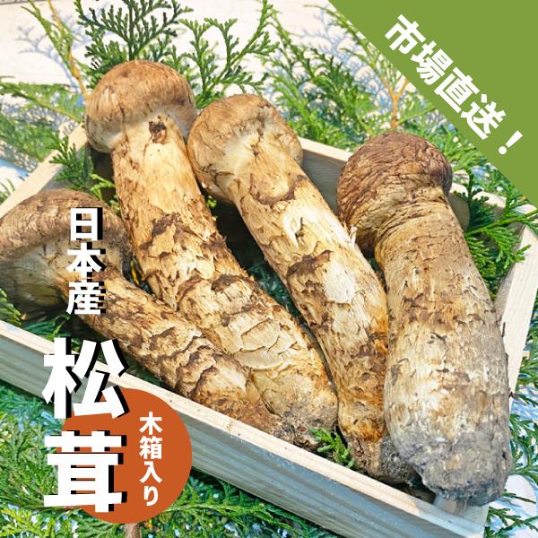 日本産 松茸 木箱入り 1箱 3〜6本 国産 生松茸 吸い物 炊き込み