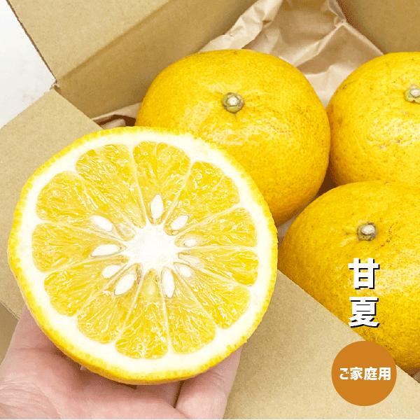 甘夏 約1kg〜5kg ご家庭用 和歌山県産 あまなつ 国産 訳あり : 和歌山