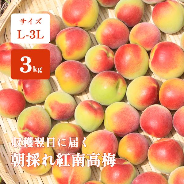 直営ストア 和歌山県産 紅南高梅 １キロ agapeeurope.org