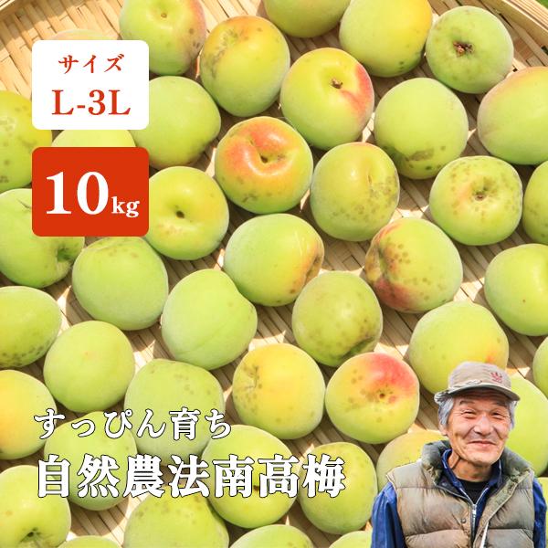和歌山県 紀州産 特別栽培 中熟梅~完熟南高梅 生産者直送 10kg