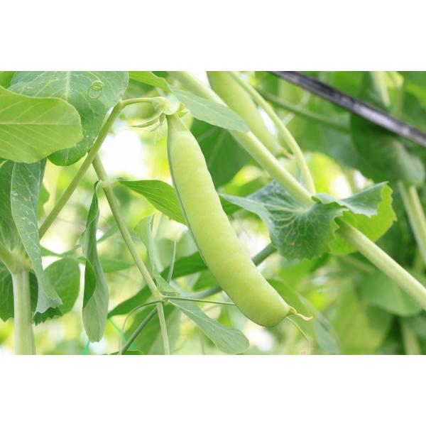 うすいえんどう豆 1kg L級 秀品 和歌山 堀口さんの朝採れウスイエンドウ 温室栽培 紀州うすい 送料無料 Buyee Buyee Japanese Proxy Service Buy From Japan Bot Online