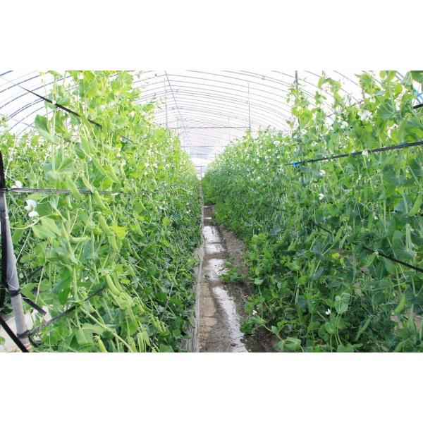 うすいえんどう豆 和歌山県 約1kg 堀口さんの朝採れウスイエンドウ L級 秀品 温室栽培 産直 1kg袋入 家庭用 送料無料 Buyee Buyee Japanese Proxy Service Buy From Japan Bot Online