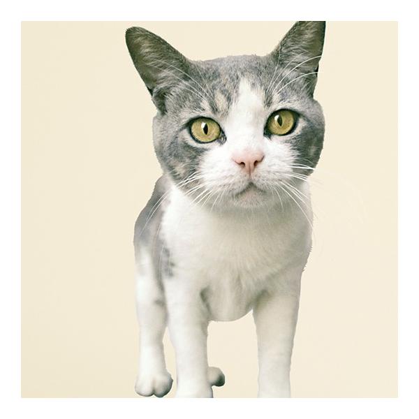 送料無料 動物写真家 岩合光昭 ねこウォールステッカー 05 シール 壁デコ フチなし 賃貸ok 人気 世界ネコ歩き Buyee Buyee Japanischer Proxy Service Kaufen Sie Aus Japan