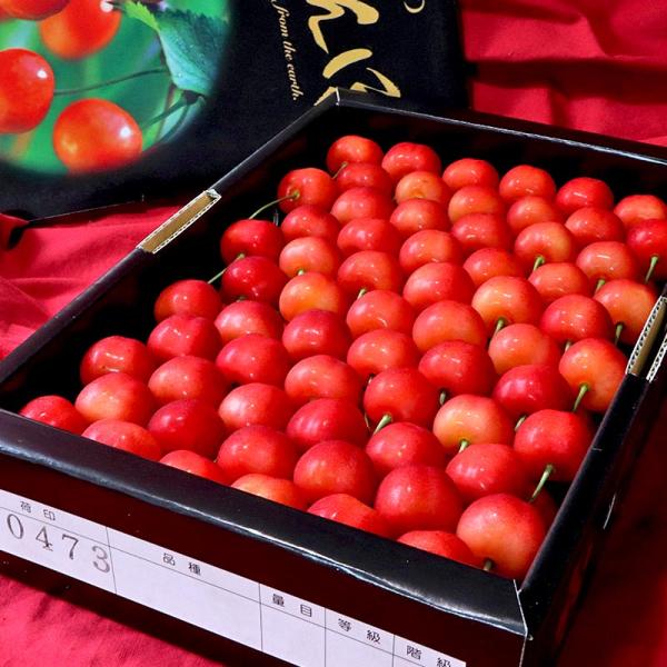 厳選青森さくらんぼ 約1kg 2〜3Lサイズ 青森県産 贈答品 美しい粒に